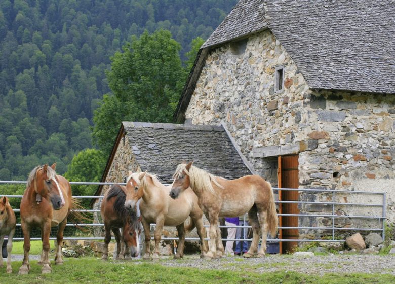 Visite audio guidée : pastoralisme en vallée d’Ossau