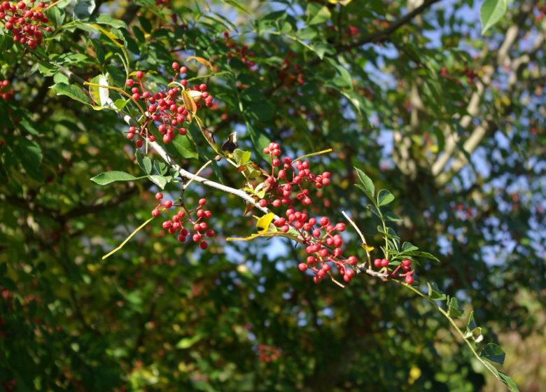 Les jardins du Cot