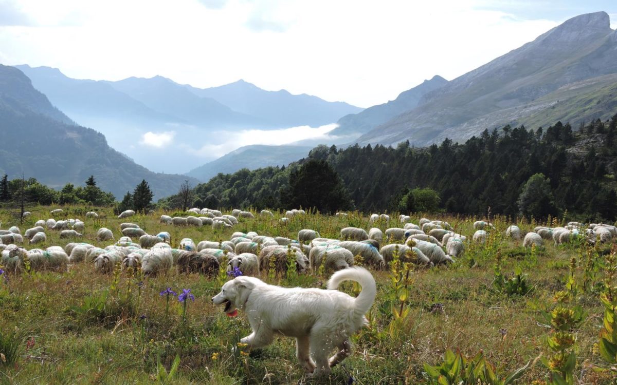 Troupeau avec un chien de berger en vallée d'Ossau