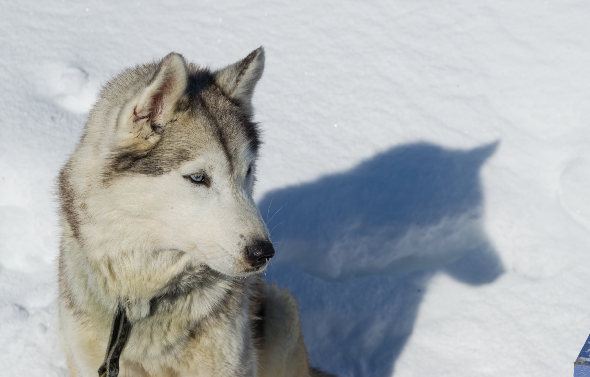 Portrait d'un chien Husky.