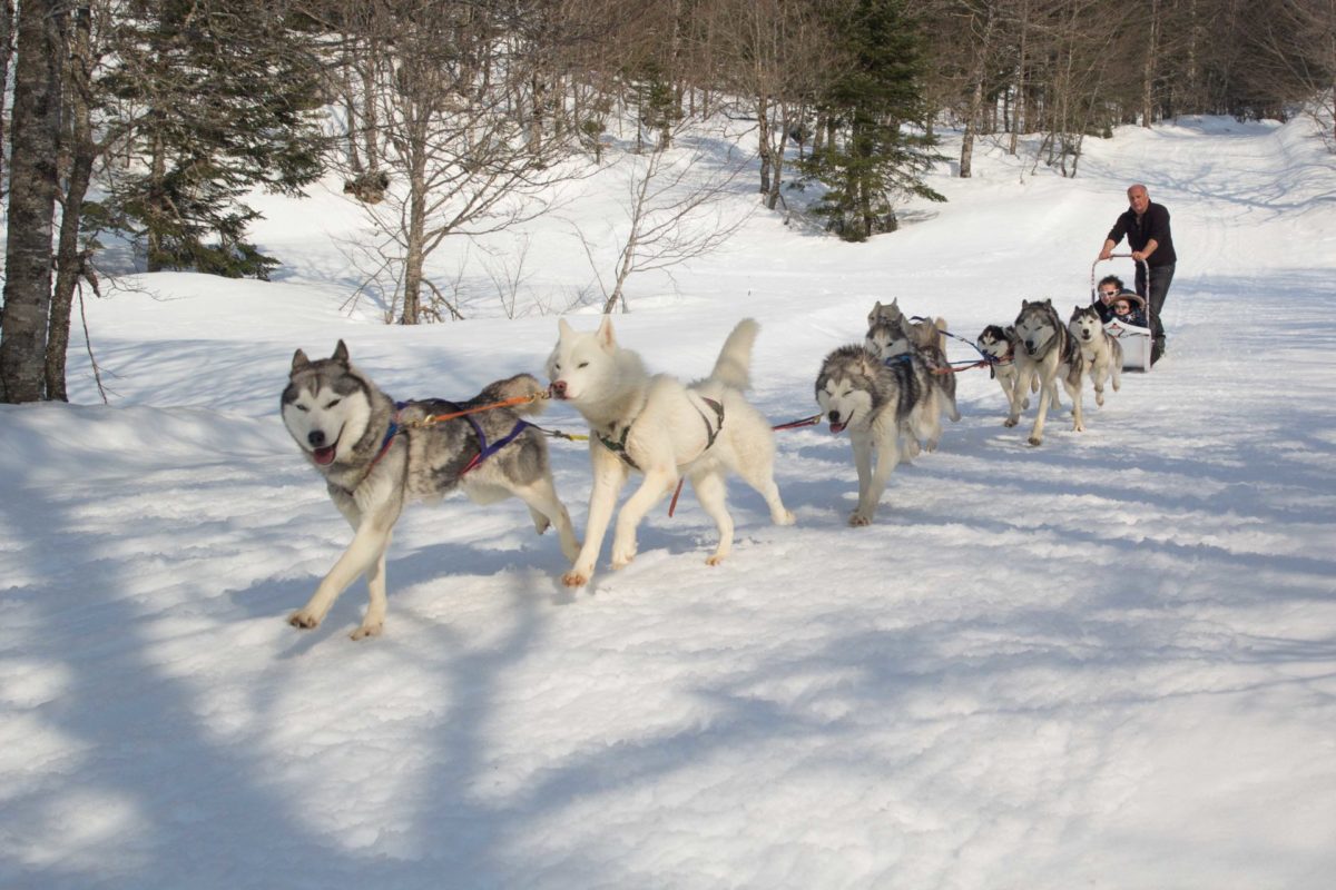 Chiens de traîneau pendant une balade.