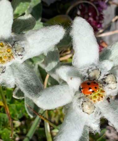 🏵️A la rencontre des Edelweiss