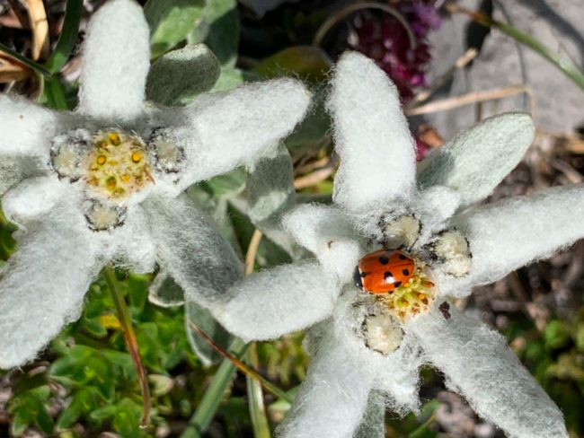 A la rencontre des Edelweiss