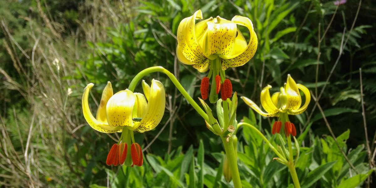 Gros plan sur des Lys des Pyrénées dans le Cirque de Gourette en Vallée d'Ossau