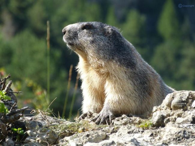 Observation des marmottes