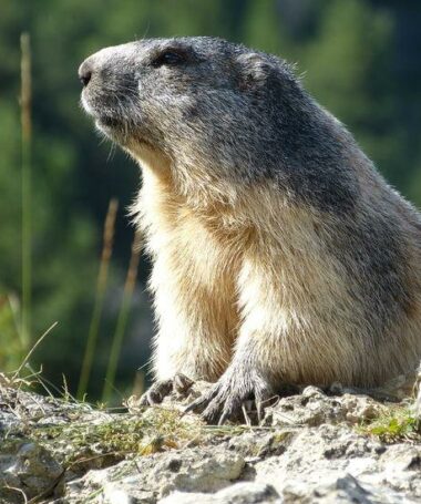 🦫Observation des marmottes