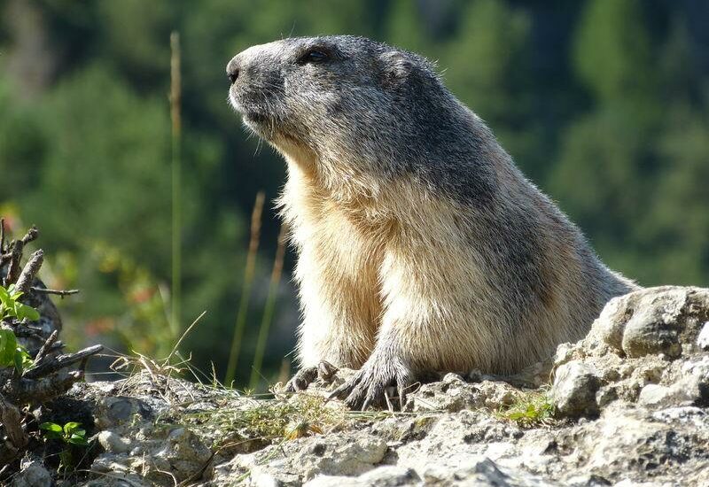 Marmottes sur un rocher