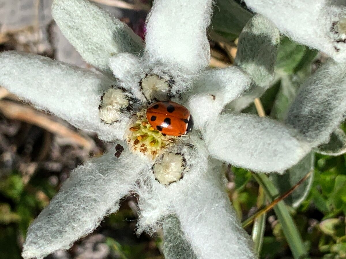 Gros plan sur un edelweiss au centre duquel s'est posé une coccinelle.