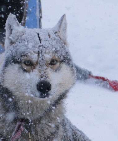 Balade en chiens de traîneau