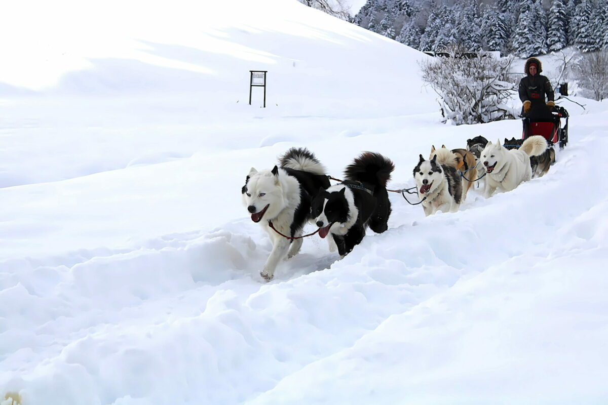 Attelage de chiens de traineau dans la neige à Gourette