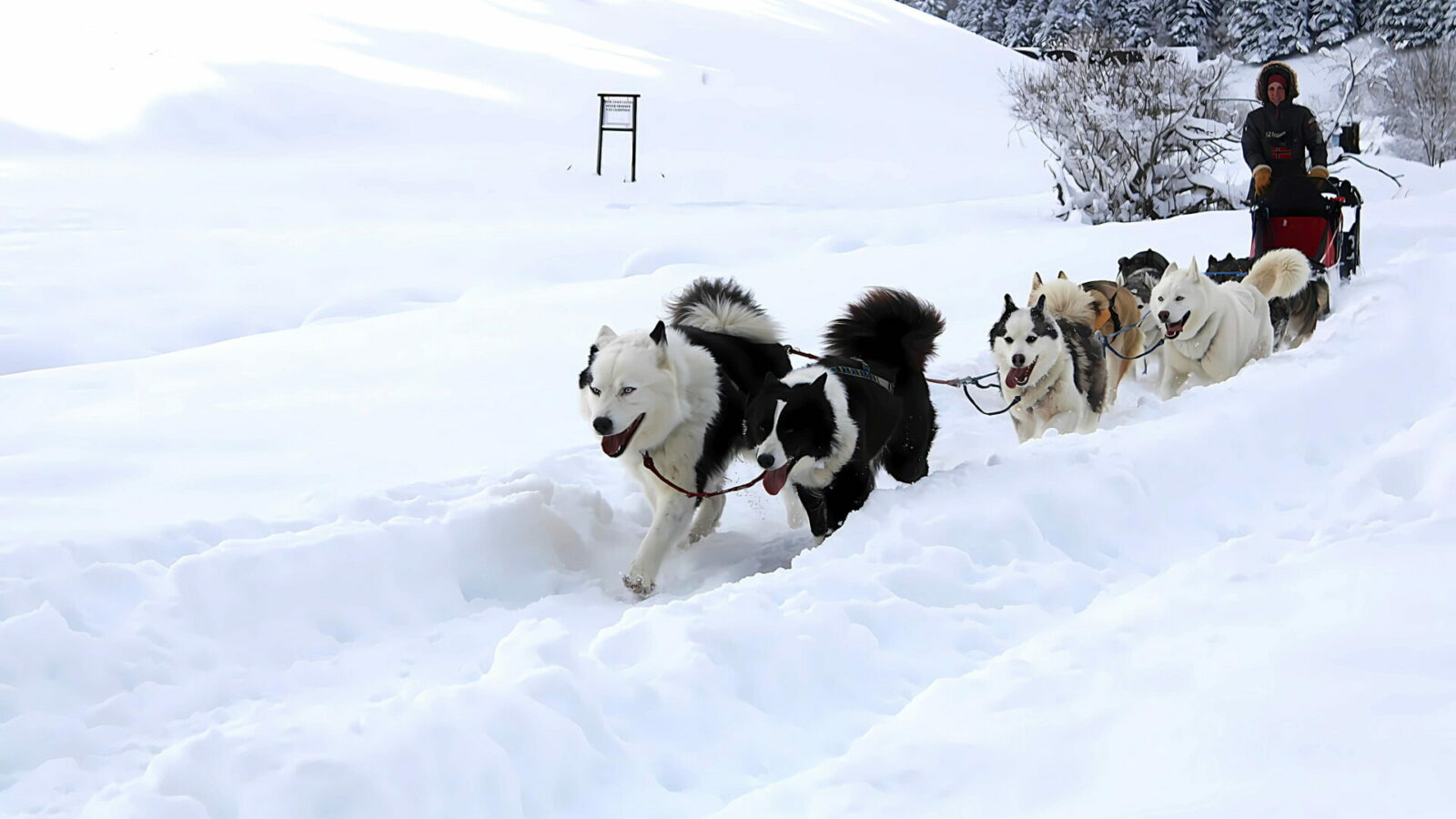 Attelage de chiens de traineau dans la neige à Gourette