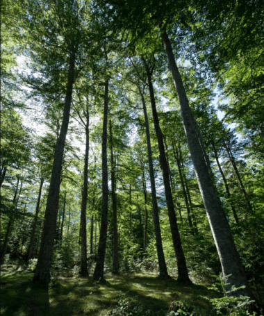 Les arbres de l&rsquo;Impératrice Eugénie : lorsque Histoire et botanique se rencontrent