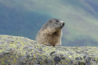 Il prato delle marmotte e il giardino delle stelle alpine