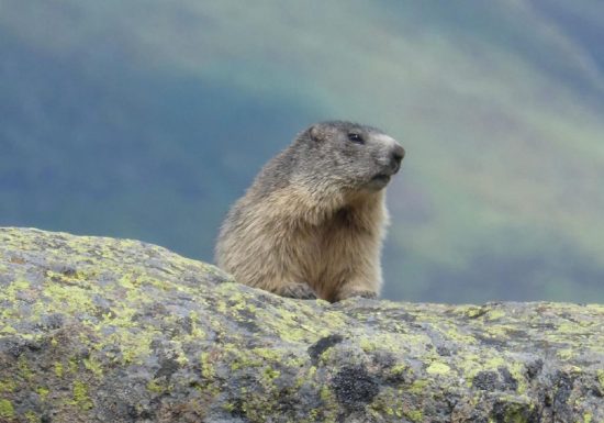 La Pelouse aux Marmottes
