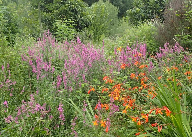 Les cueillettes de Claire