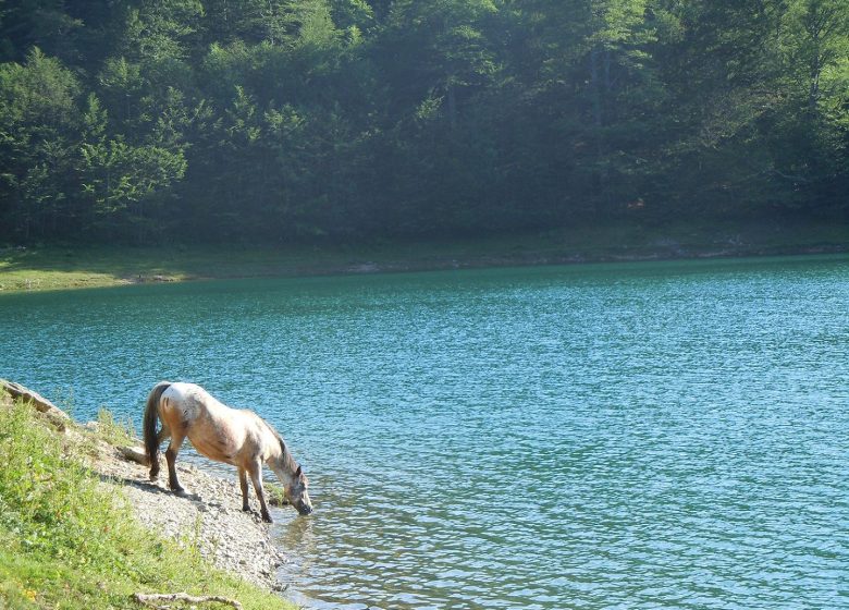 Chevaux du Lac – Paardrijondersteuning