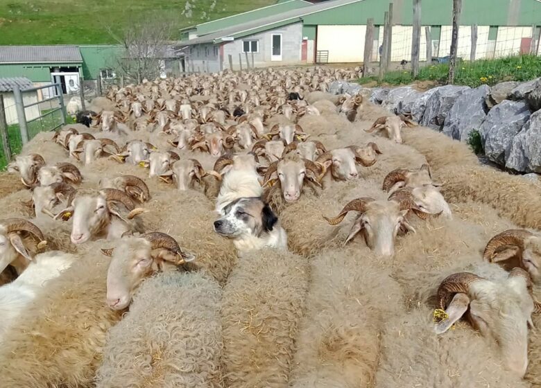 Ferme Guédot
