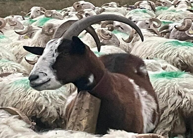 Ferme Guédot