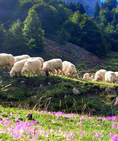 Les bergers d&rsquo;Ossau