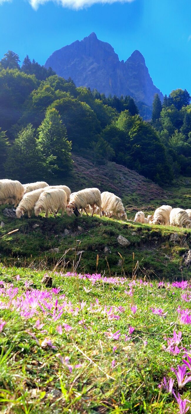 Les bergers d&rsquo;Ossau