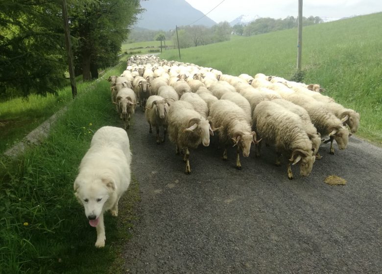 Ferme Lanouté