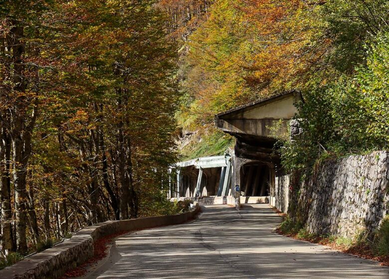 Transports DORWLING-CARTER