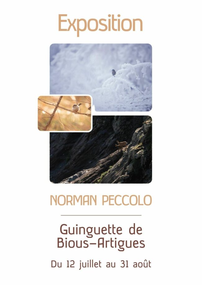 Exposition : Norman Peccolo – photographe sauvage