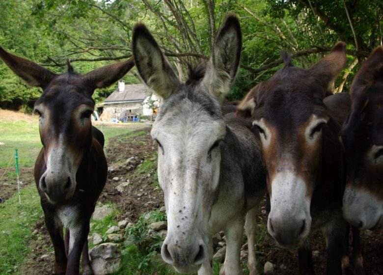 Pequeños Pasos – Paseos en burro