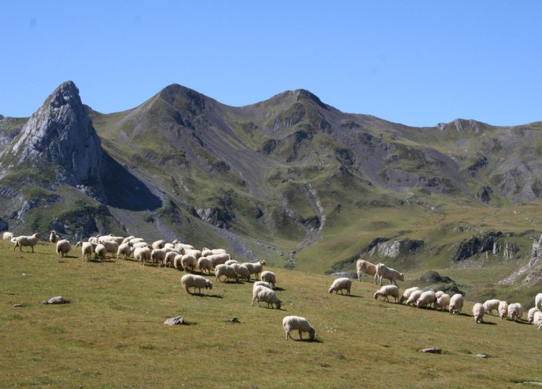 Découverte du Pastoralisme avec les Bergères de Magnabaigt