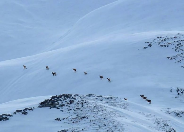 Journée raquettes « Au pays des isards »