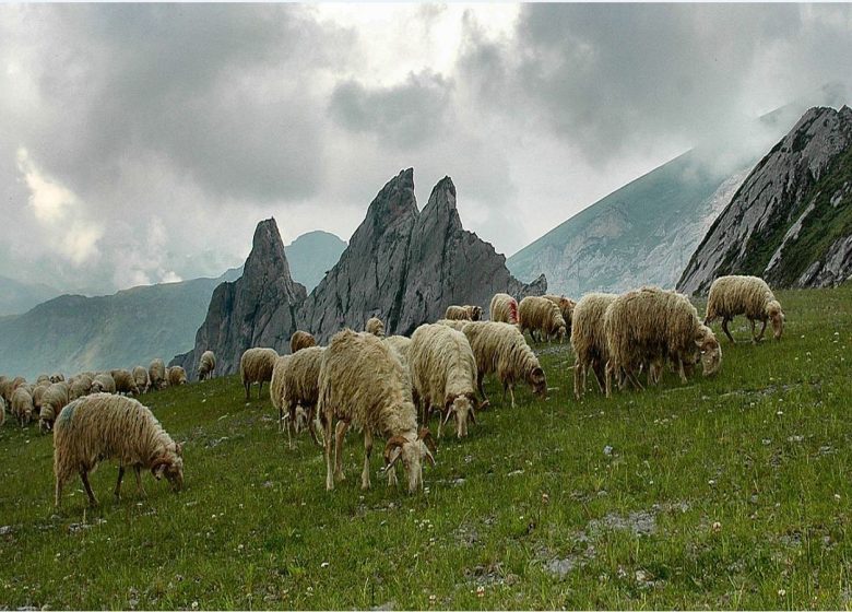 Bergerie d’Arrécouech – Christine Arripe