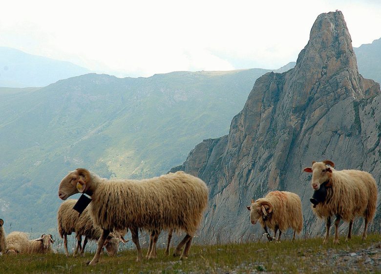 Bergerie d’Arrécouech – Christine Arripe