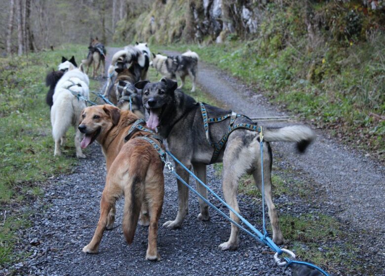 Tracés Sauvages – Chiens de Traîneau
