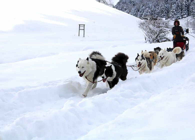 Tracés Sauvages – Chiens de Traîneau