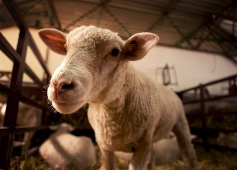 Séjour à la ferme