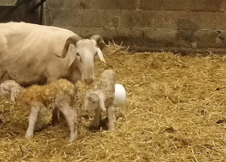 Séjour à la ferme