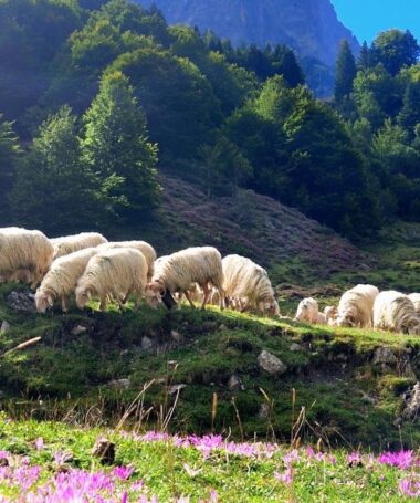 Les bergers d&rsquo;Ossau