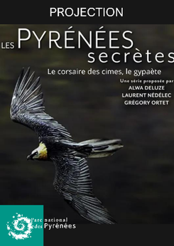 Projection : « Le corsaire des cimes, le gypaète barbu »