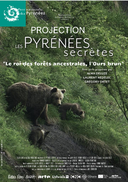Le roi des fôrets ancestrales, l’Ours Brun