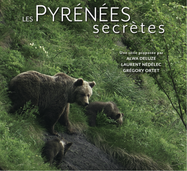 Projection – échanges : Le roi des fôrets ancestrales, l’Ours Brun