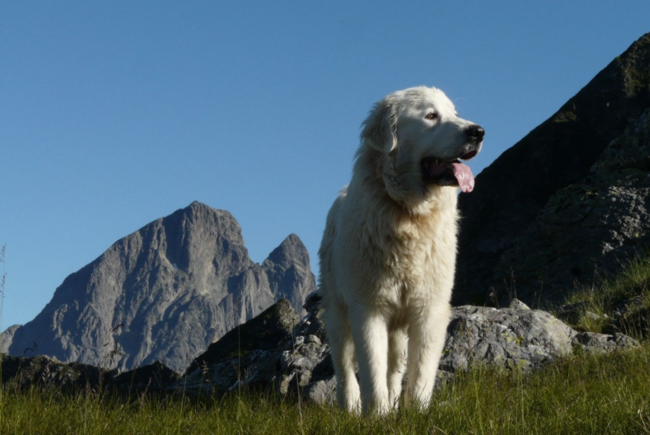 Projection – échanges : Chiens de protection des troupeaux