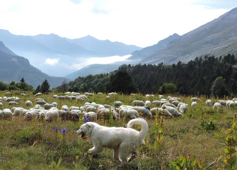 CAMIÓN GAEC Courtié Stéphane – Berger