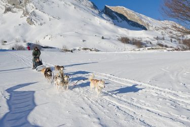 Hunde Schlitten