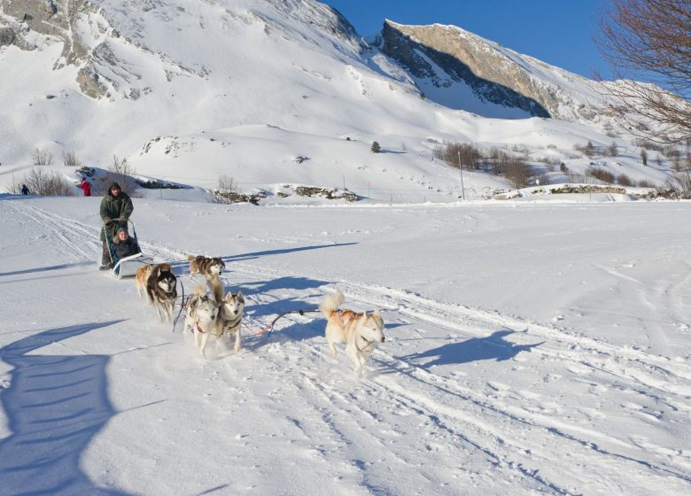 Traineaux à Chiens
