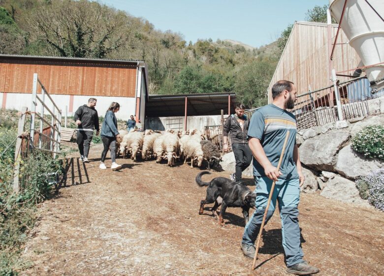 Ferme Bonnemason – GAEC Anglas