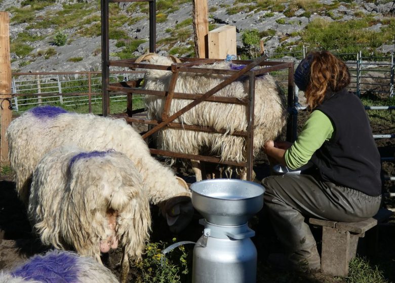La Ferme du Brouquets