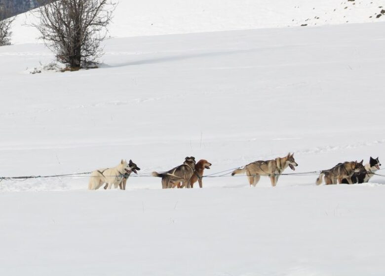 Tracés Sauvages – Chiens de Traîneau