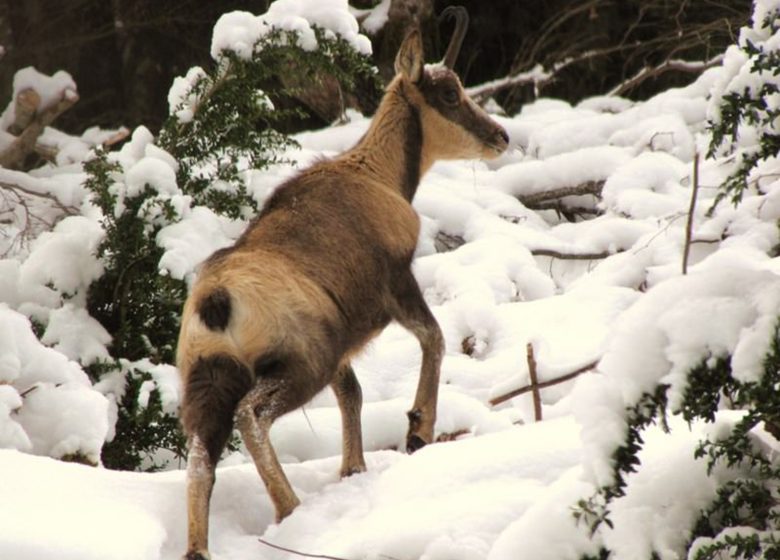 Les isards Ossau du lit