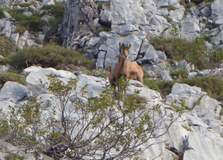 Les isards Ossau du lit