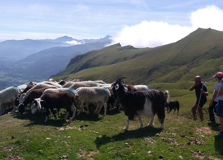 Balade avec un berger au Soulor